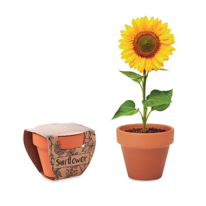 SUNFLOWER – Pot graines de tournesol