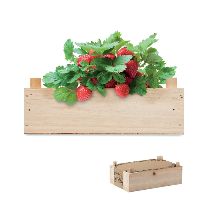STRAWBERRY – Graines de fraises dans une cai